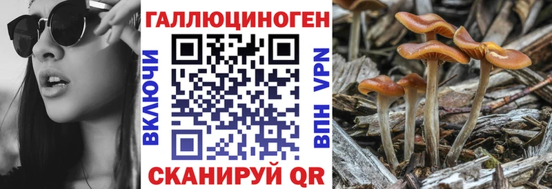Псилоцибиновые грибы Psilocybe Боготол